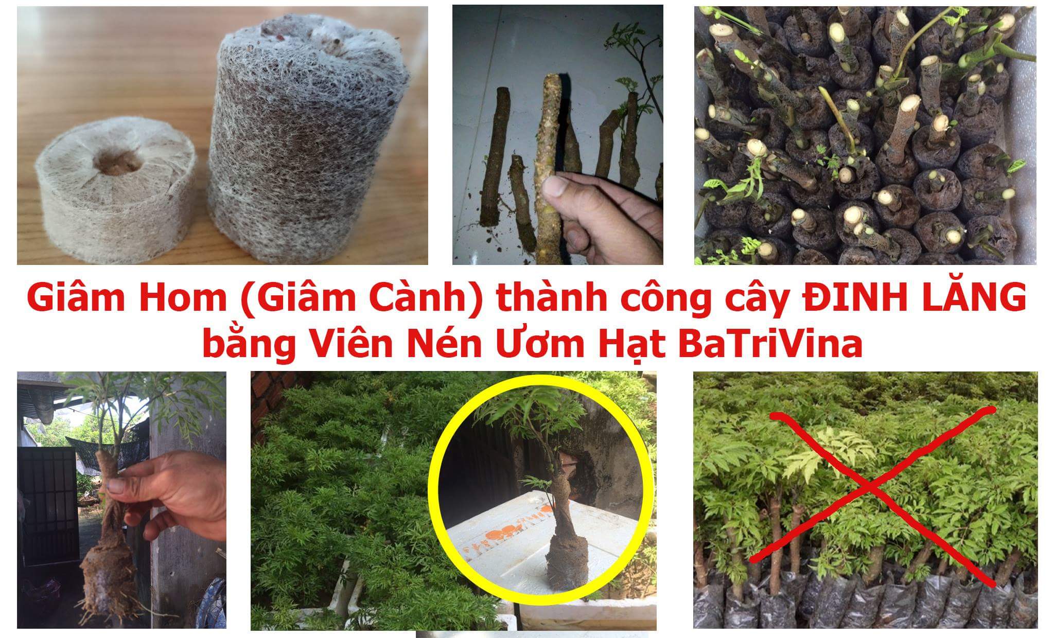 cây đinh lăng được giâm hom bằng viên nén ươm hạt