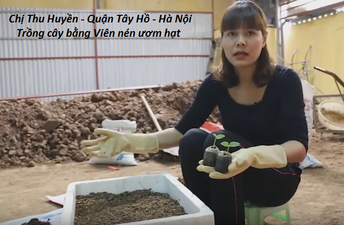 hướng dẫn trồng cây bàng viên nén ươm hạt